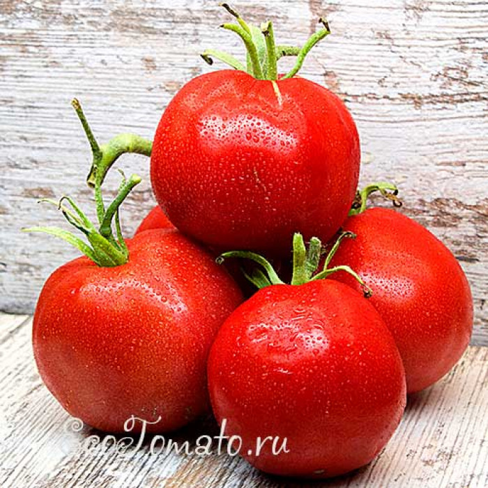 Minusinsk Kistevoy